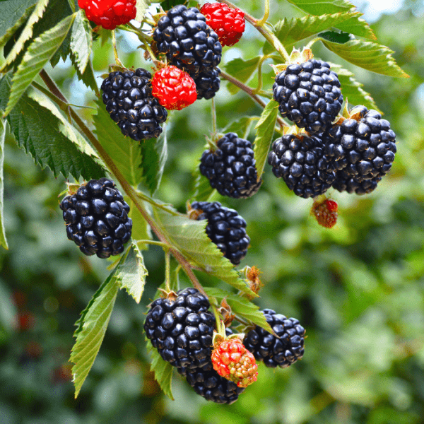 Blackberry Plants Archives - Just Berry Plants