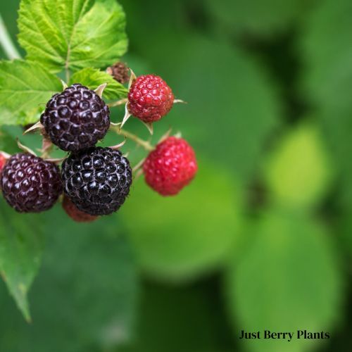 black raspberry plant