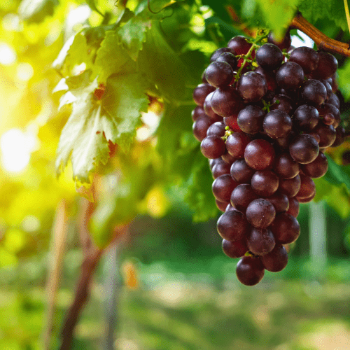 Barlinka Grape Vine - Just Berry Plants