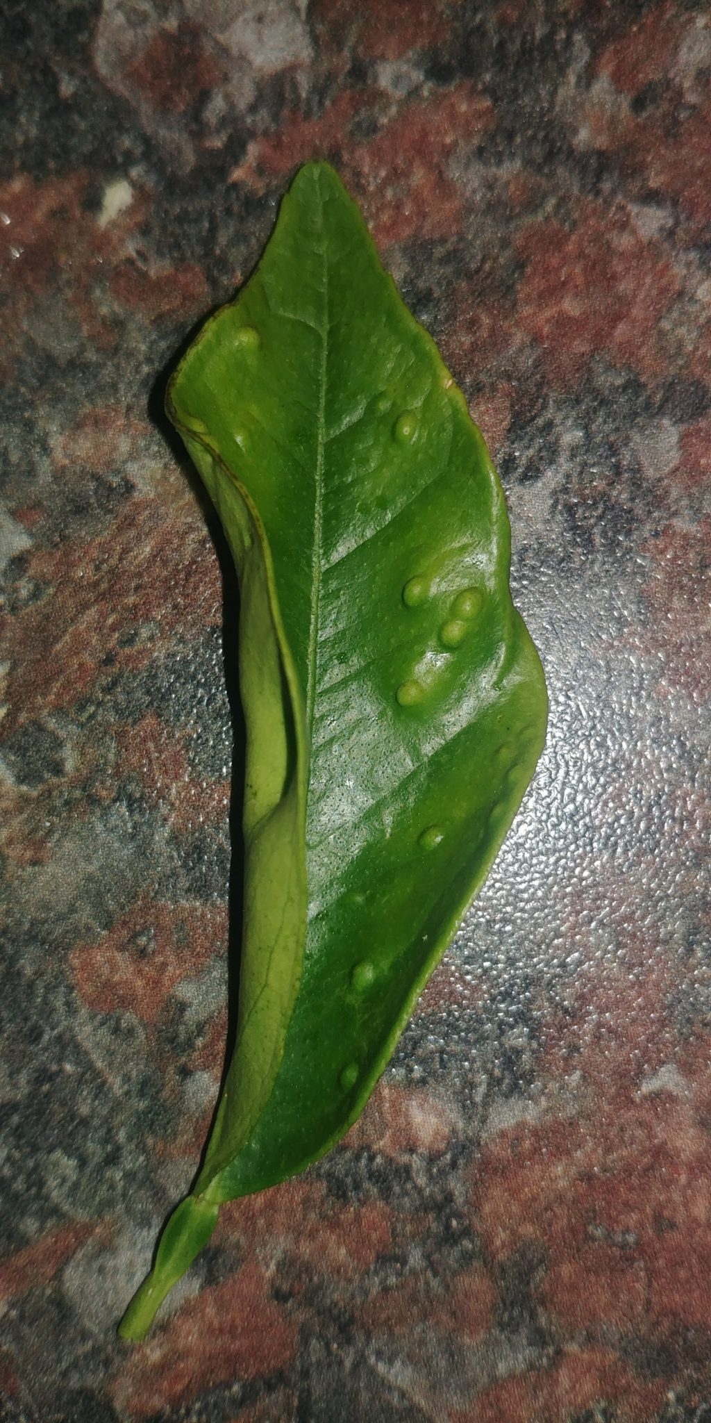 Why Do Citrus Tree Leaves Curl