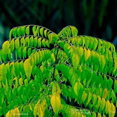 Curry Leaf