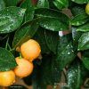 Calamondin orange