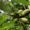 Choctaw pecan nut tree