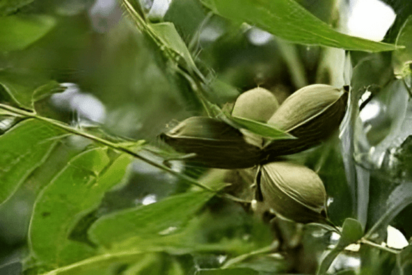 Choctaw pecan nut tree