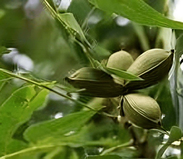 Choctaw pecan nut tree