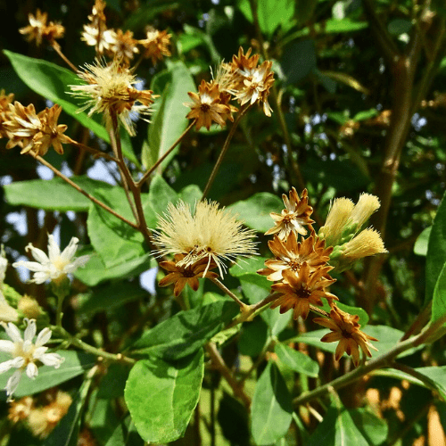 bitterleaf tree