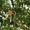 malabar chestnut tree