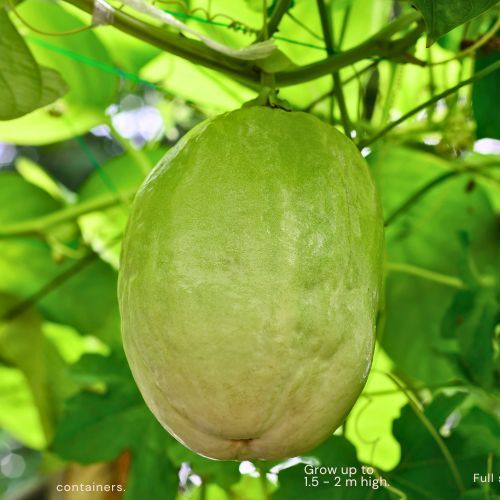 Giant GranadillaPassion fruit