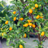 Kumquat Tree