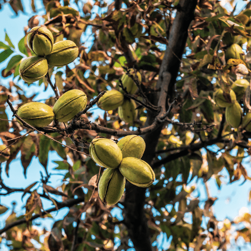 Pecan Trees