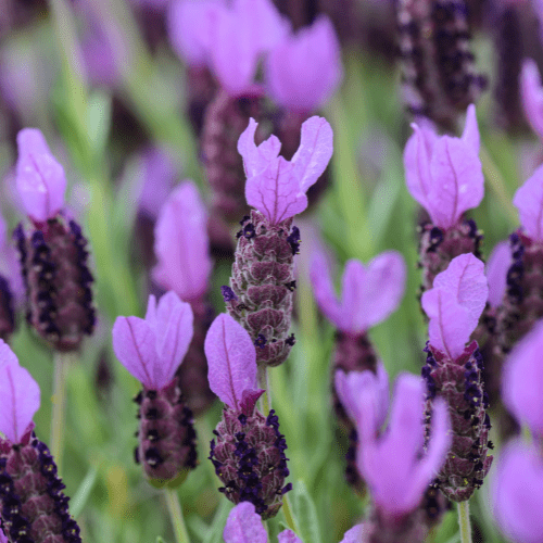 Purple Spanish Lavender