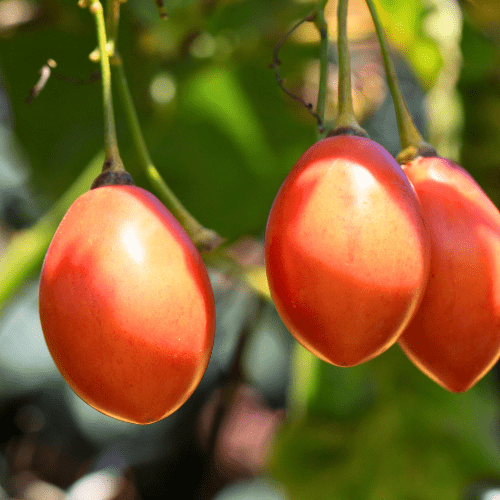 Tree Tomato-Tamarillo