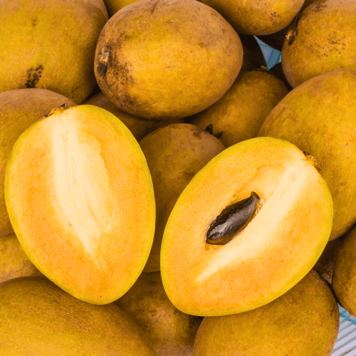 sapodilla