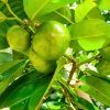 white sapote tre