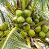 Dwarf Malayan coconut