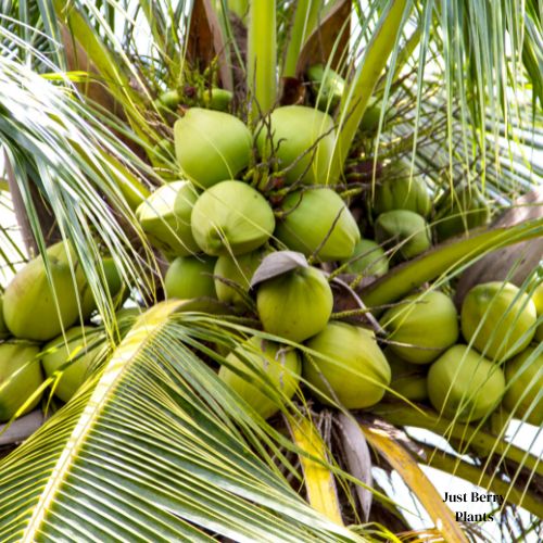 Dwarf Malayan coconut