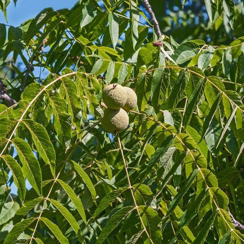 Walnut Trees