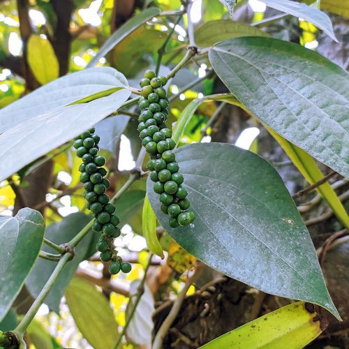 Black Pepper Vine