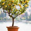 dwarf lemon tree