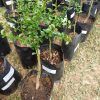 finger lime trees in stock