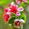 Feijoa Pineapple Guava flowers