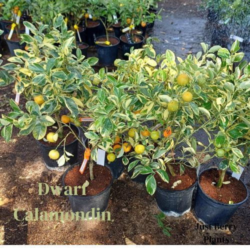 dwarf Calamondin