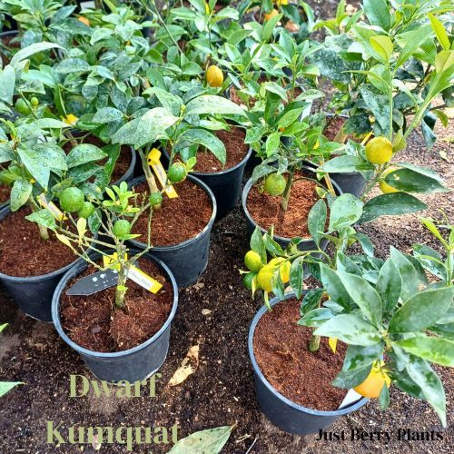 Dwarf Kumquat