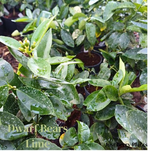 dwarf Lime