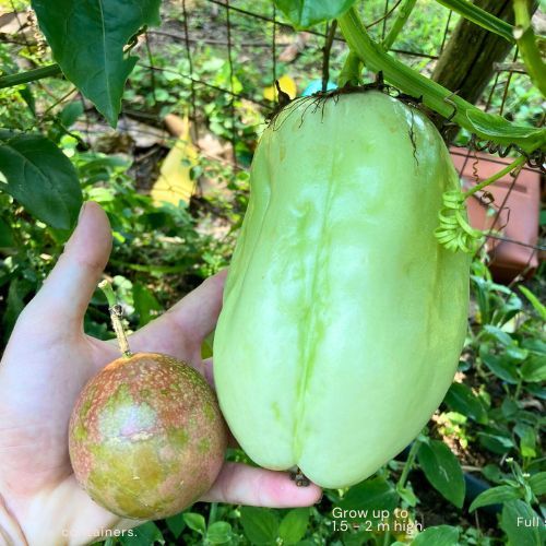 Passiflora Quadrangularis/Giant Granadilla