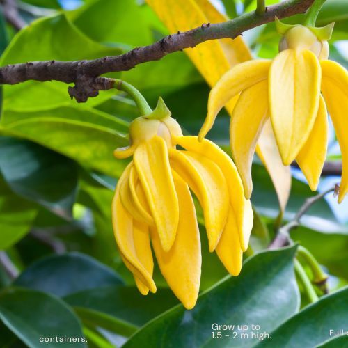 All Tropical Fruit Trees