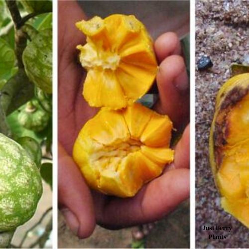 Yellow Custard Apple Tree - Just Berry Plants