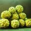 Yellow Custard Apple Tree - Just Berry Plants