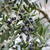 kalamata olive tree