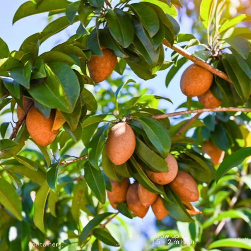 Sapodilla Tree