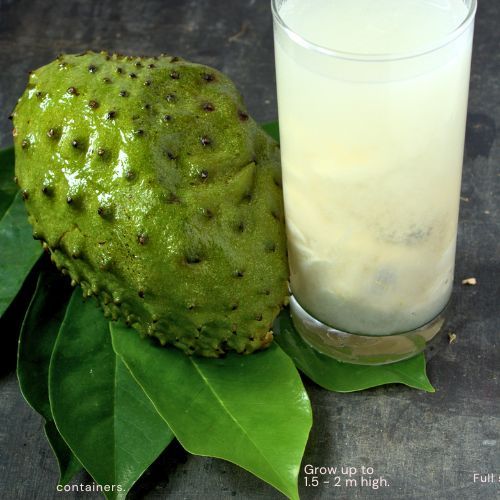 soursop fruit