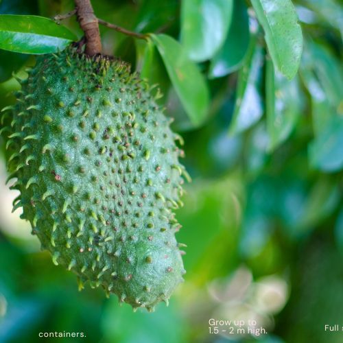 Soursop