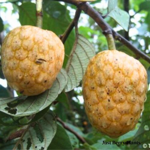 yellow custard apple