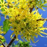 Ylang Ylang - Just Berry Plants