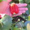 everbearing strawberry fruit