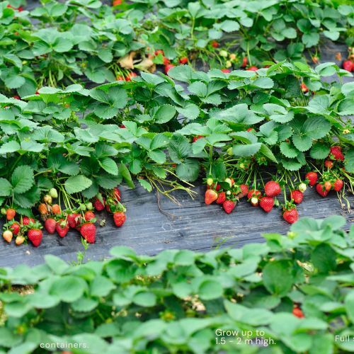 everbearing strawberry plants