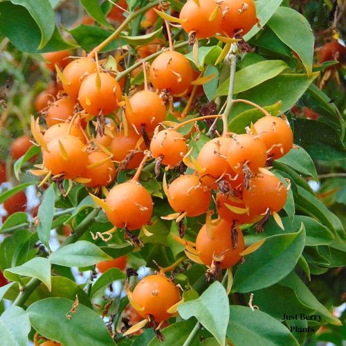 Barbados gooseberry