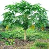 Dwarf California Papaya tree