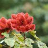 Lipstick tree