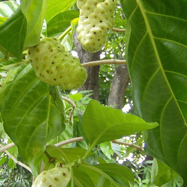 Noni/Morinda citrifolia