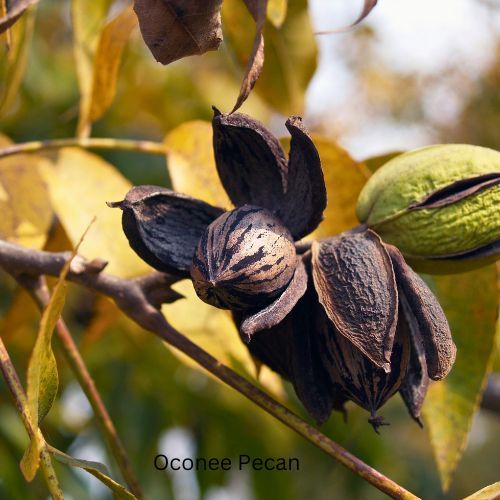 Oconee pecan nut