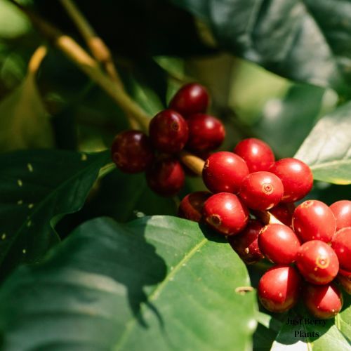 Soapberry fruit