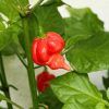 Trinidad Scorpion Butch T