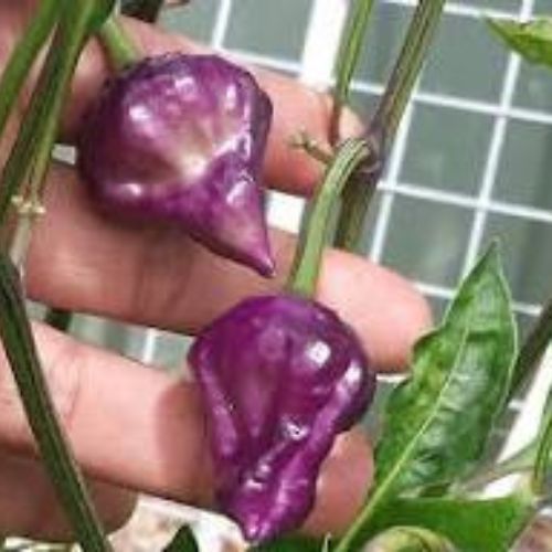 UFO Purple chillies