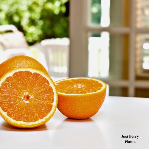 Valencia Orange