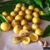 Yellow Jaboticaba - Just Berry Plants